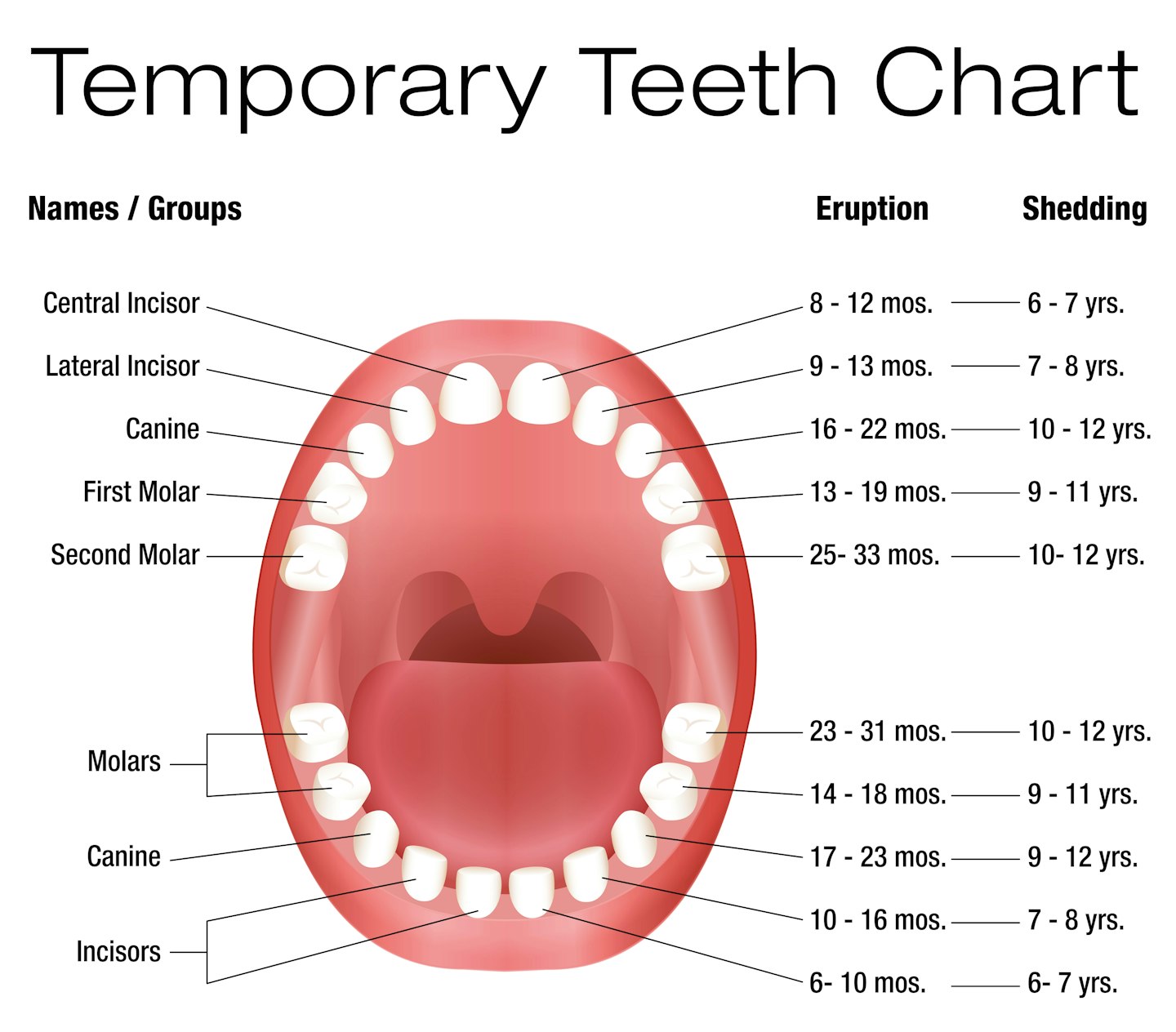 Baby teeth order of appearance
