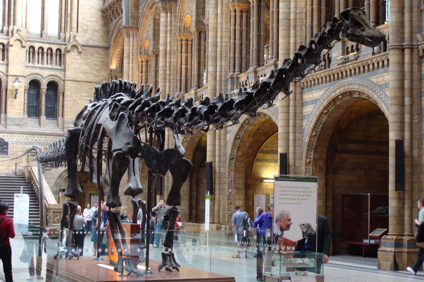 natural-history-museum-london-dippy-diplodocus