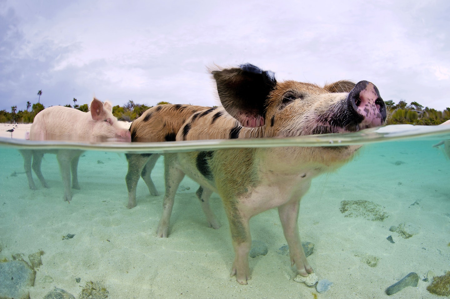 swimming with pigs (heat only)