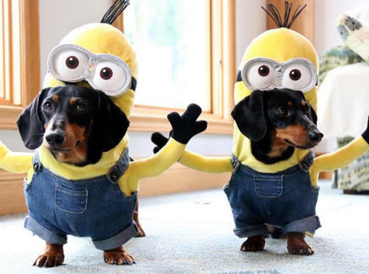 Funny shop dachshund costumes