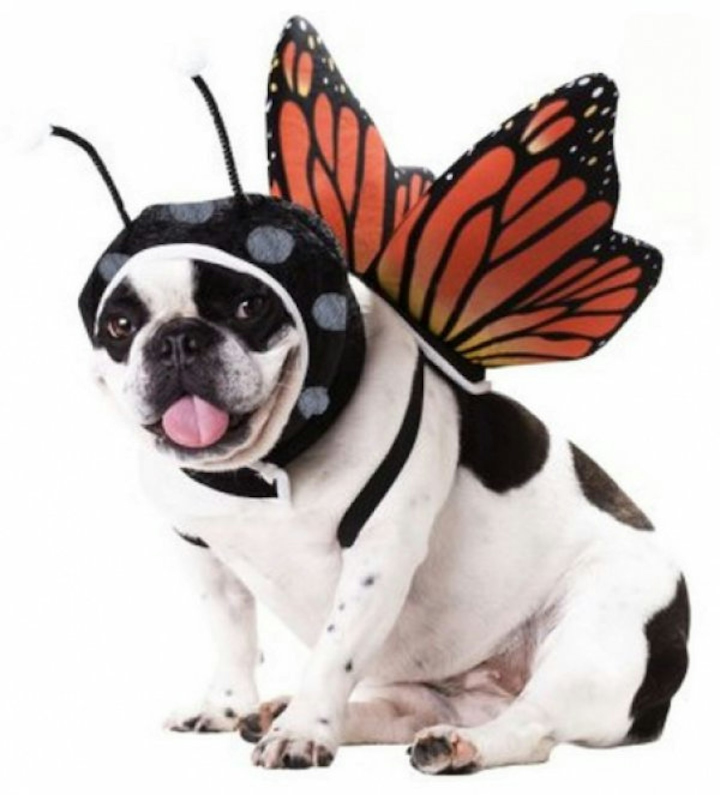 Butterfly Dog 