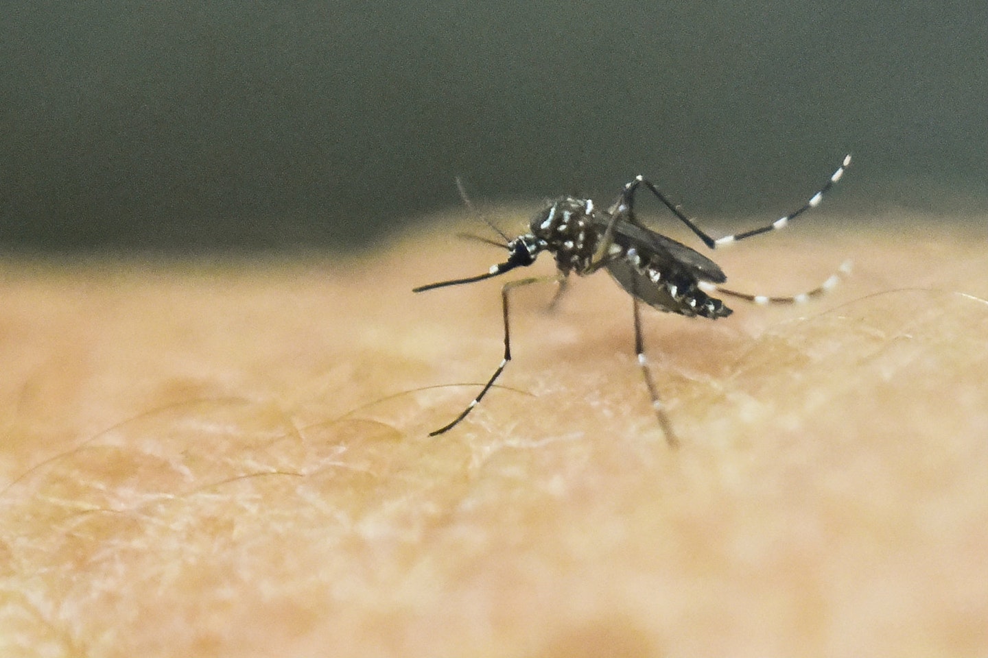Zika Virus UK