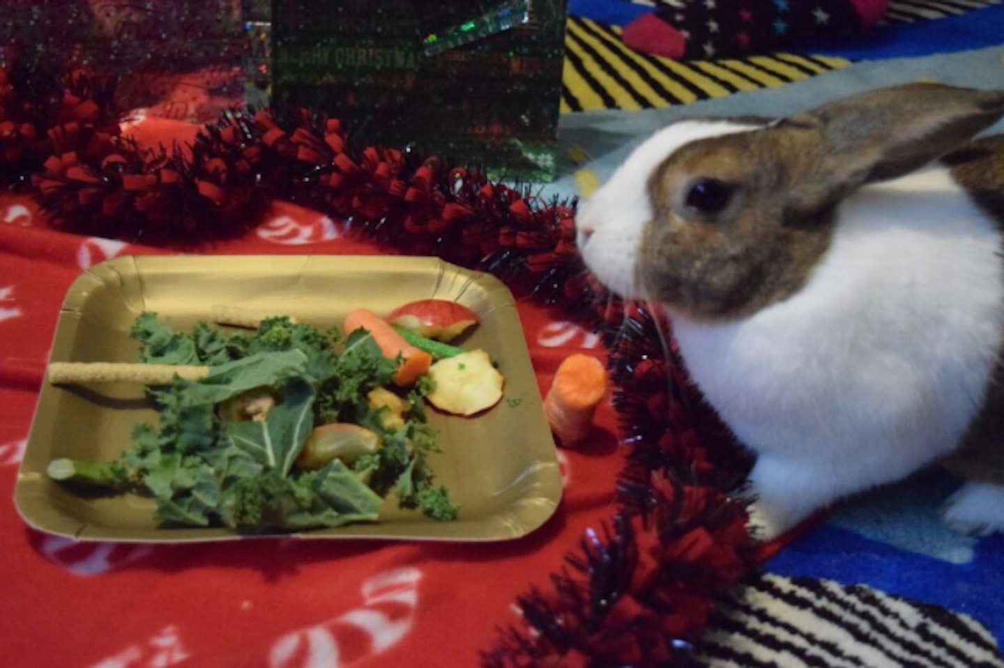 christmas, pets
