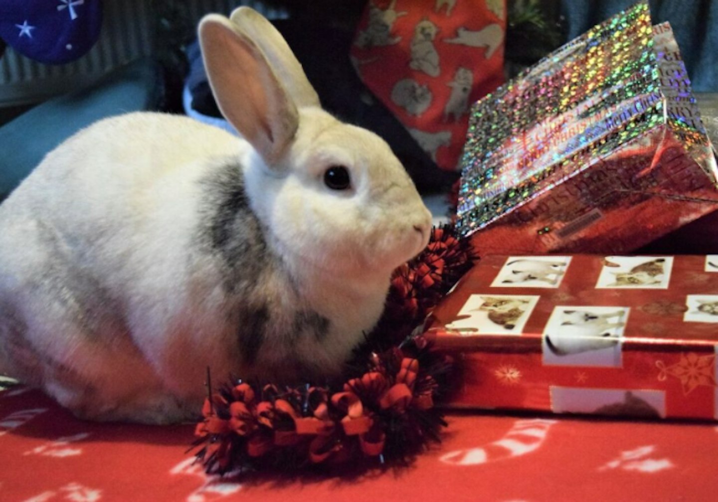 christmas, pets