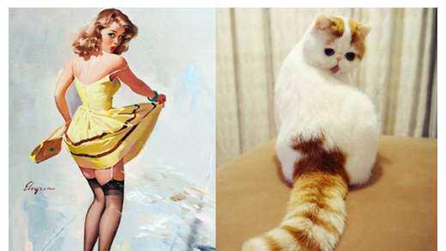 cats that looks like pin up girls
