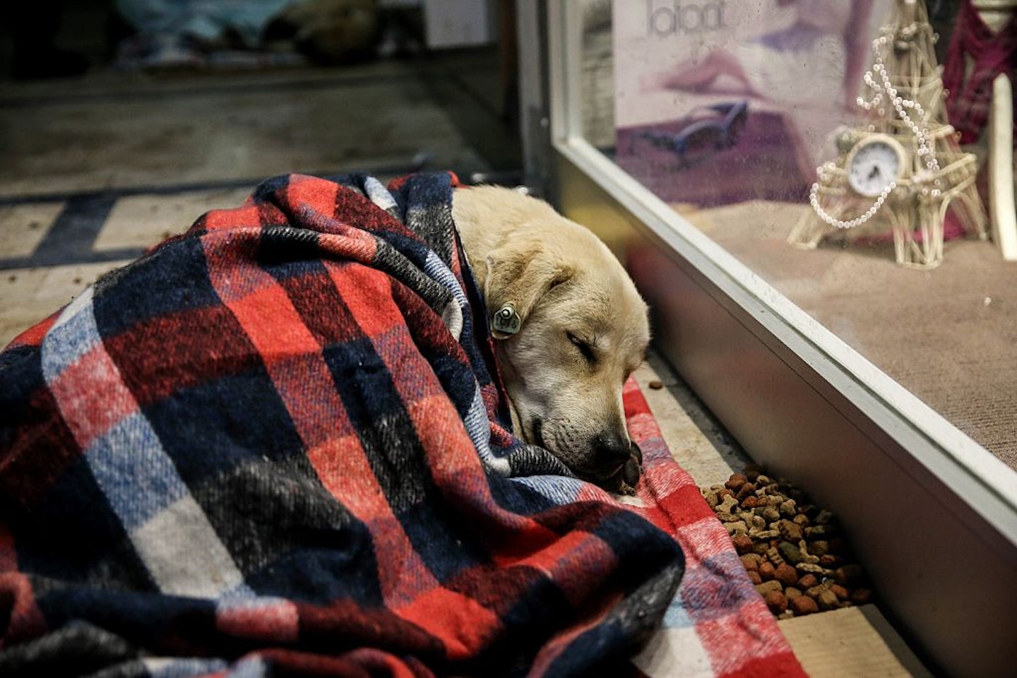 stray-dog-istanbul-turkey-blankets