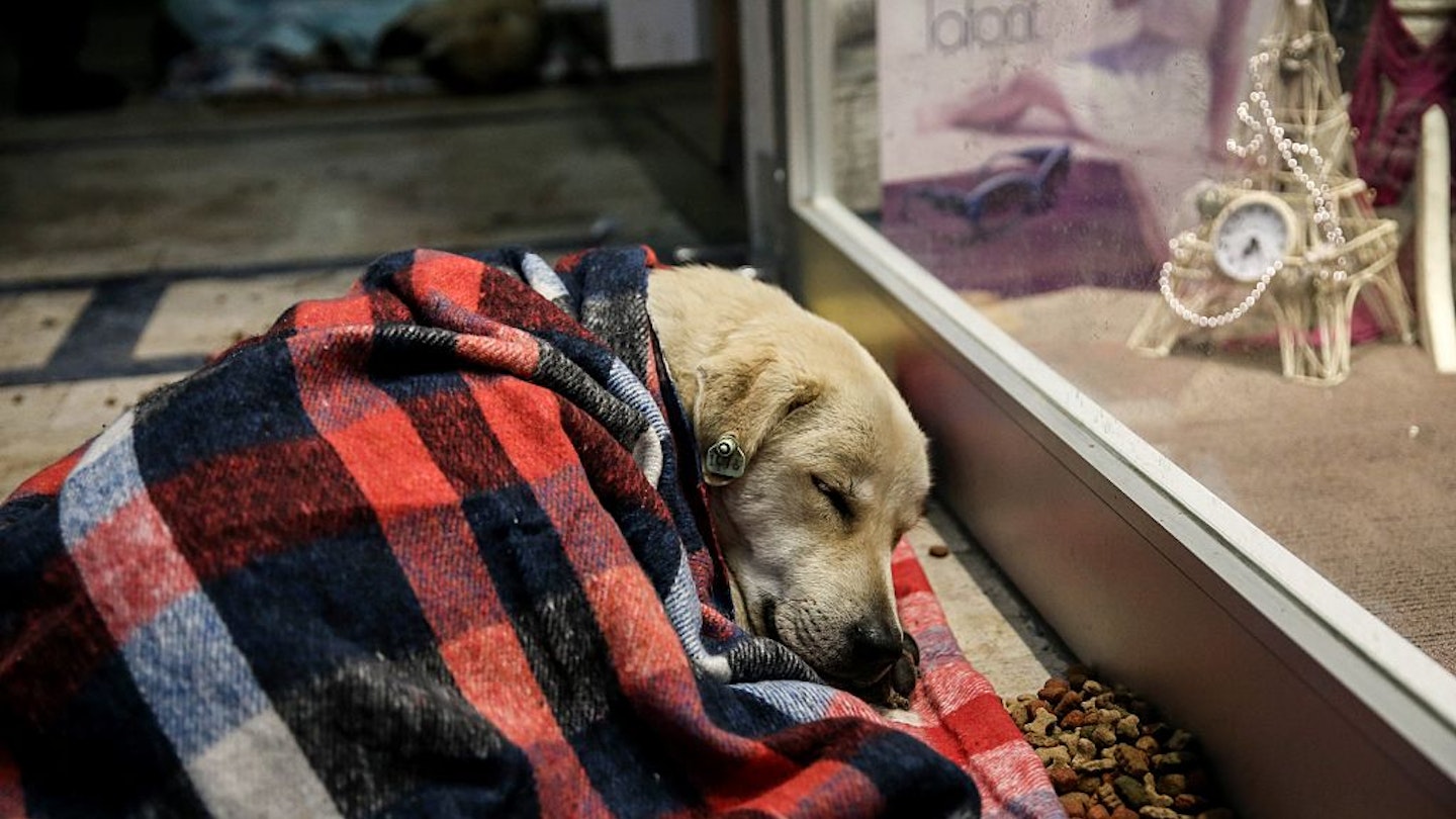 stray-dog-istanbul-turkey-blankets