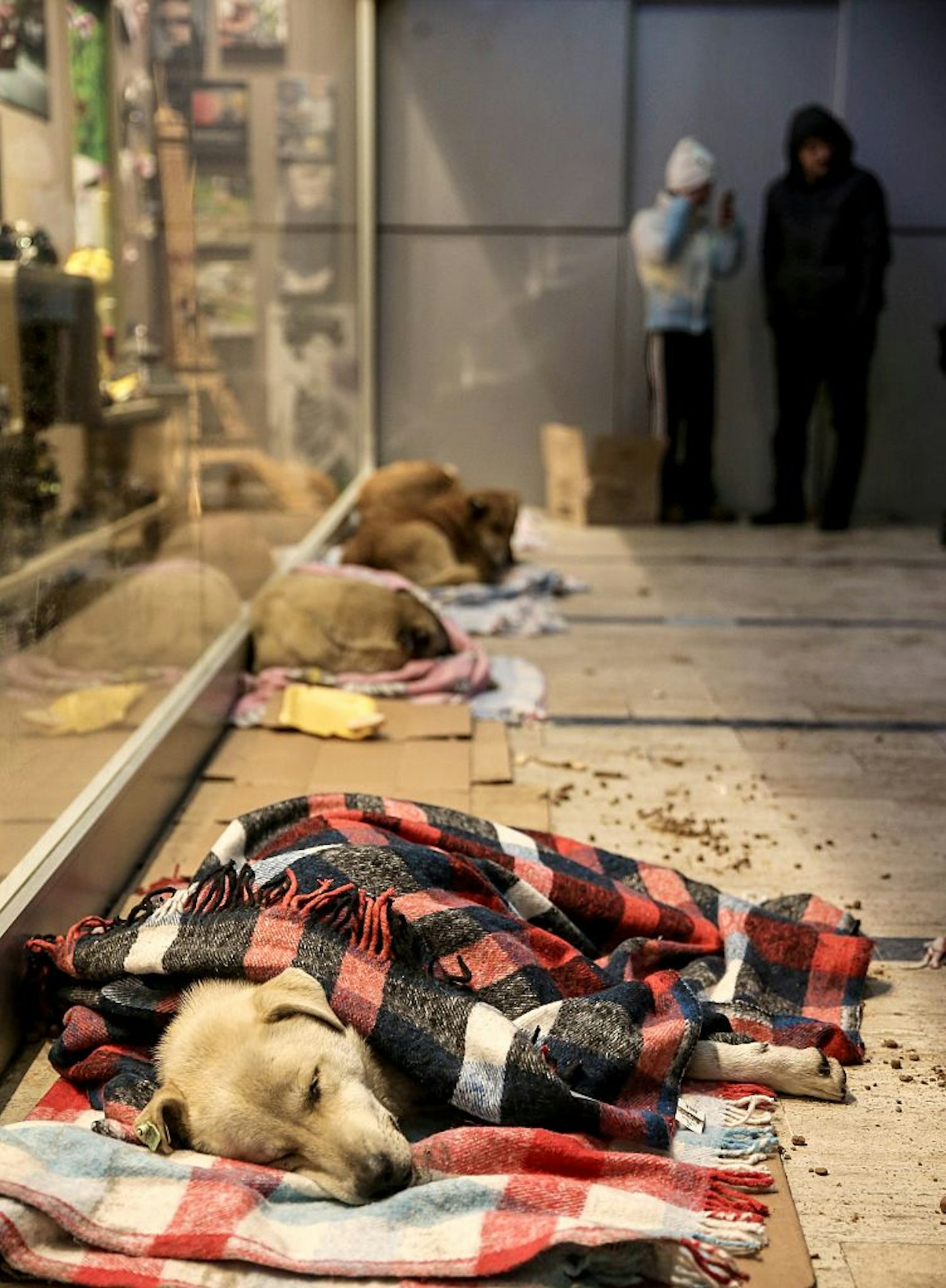 stray-dog-istanbul-turkey-blankets