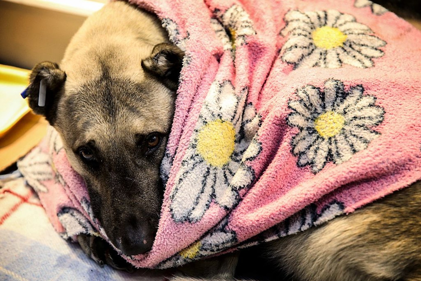 stray-dog-istanbul-turkey-blankets