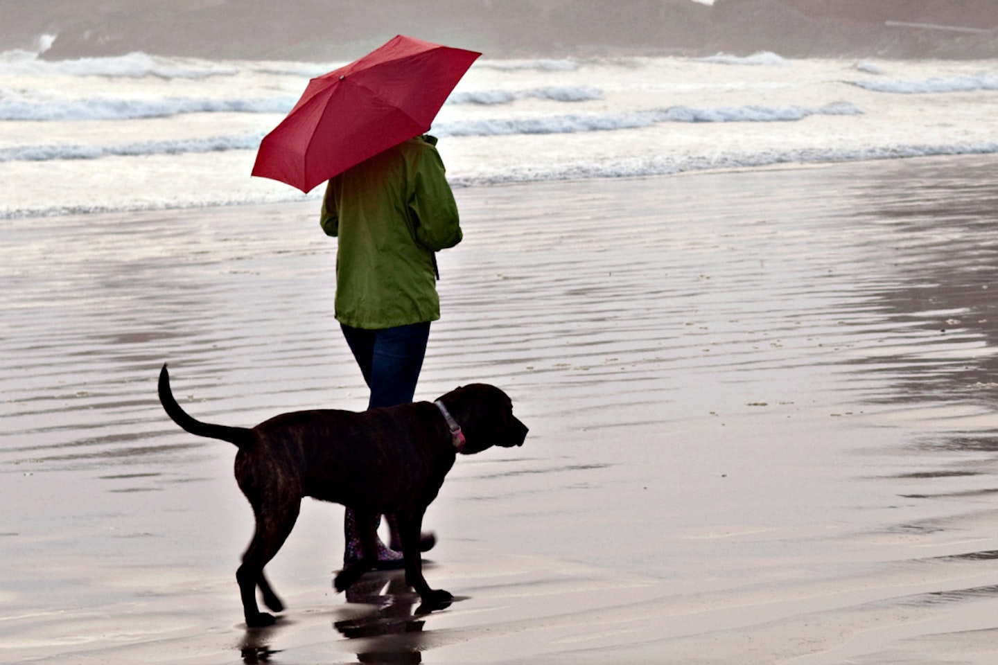 walking-rain-umbrella-dog-beach