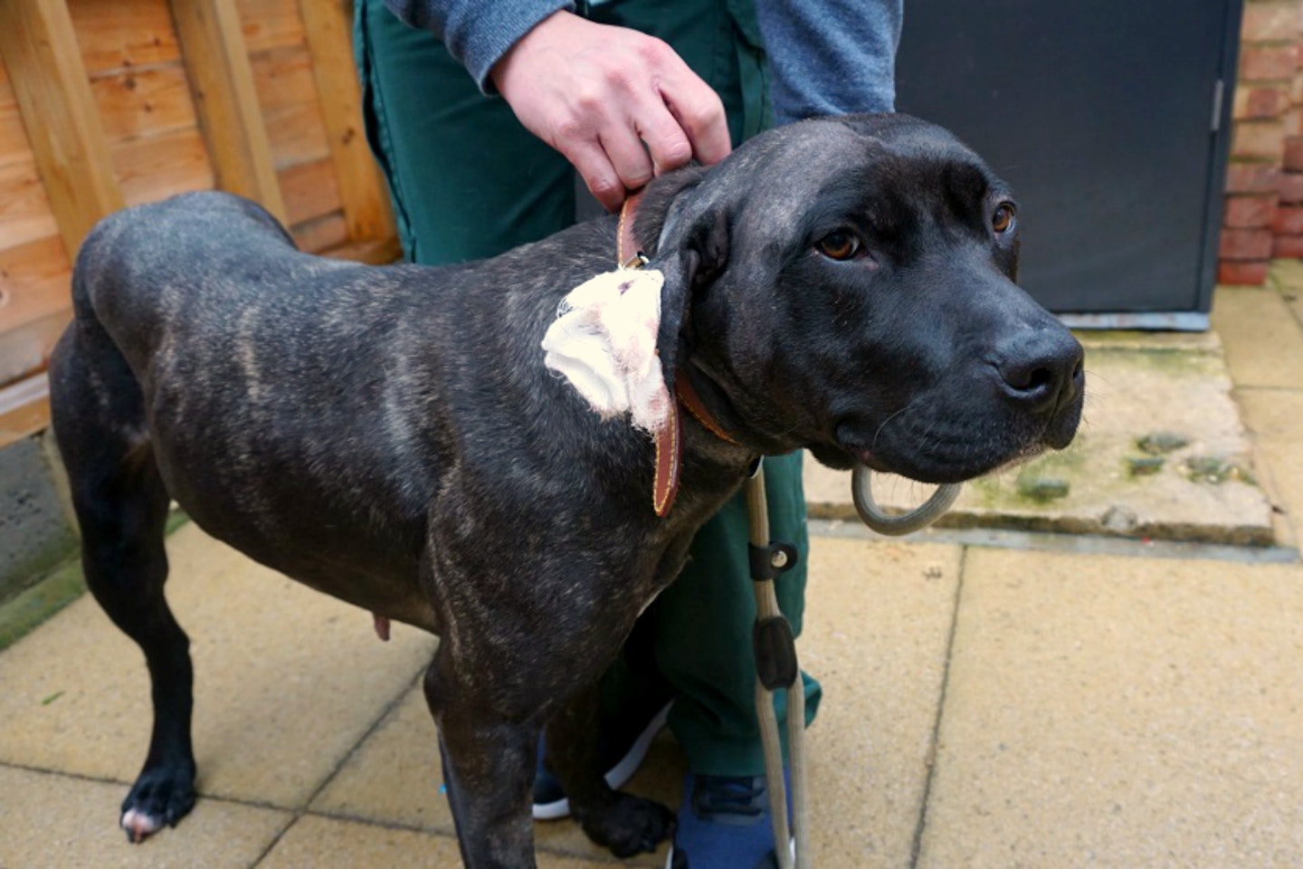 abbey-abandoned-dog-grand-union-canal-london-mayhew-animal-home