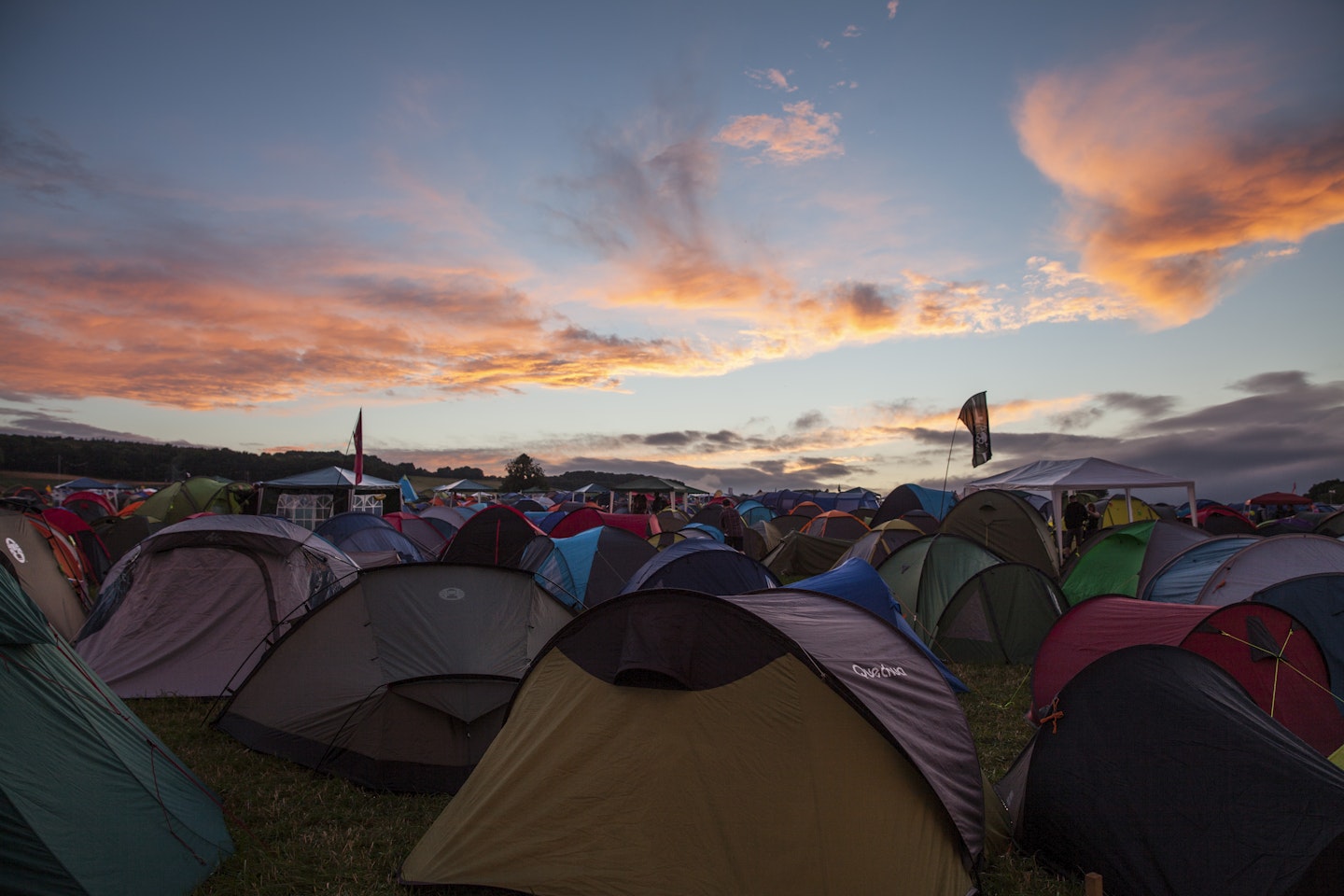 2000 trees