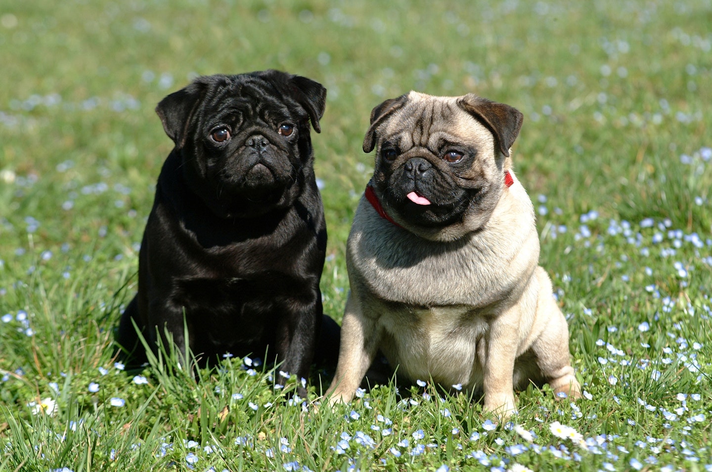 pugs