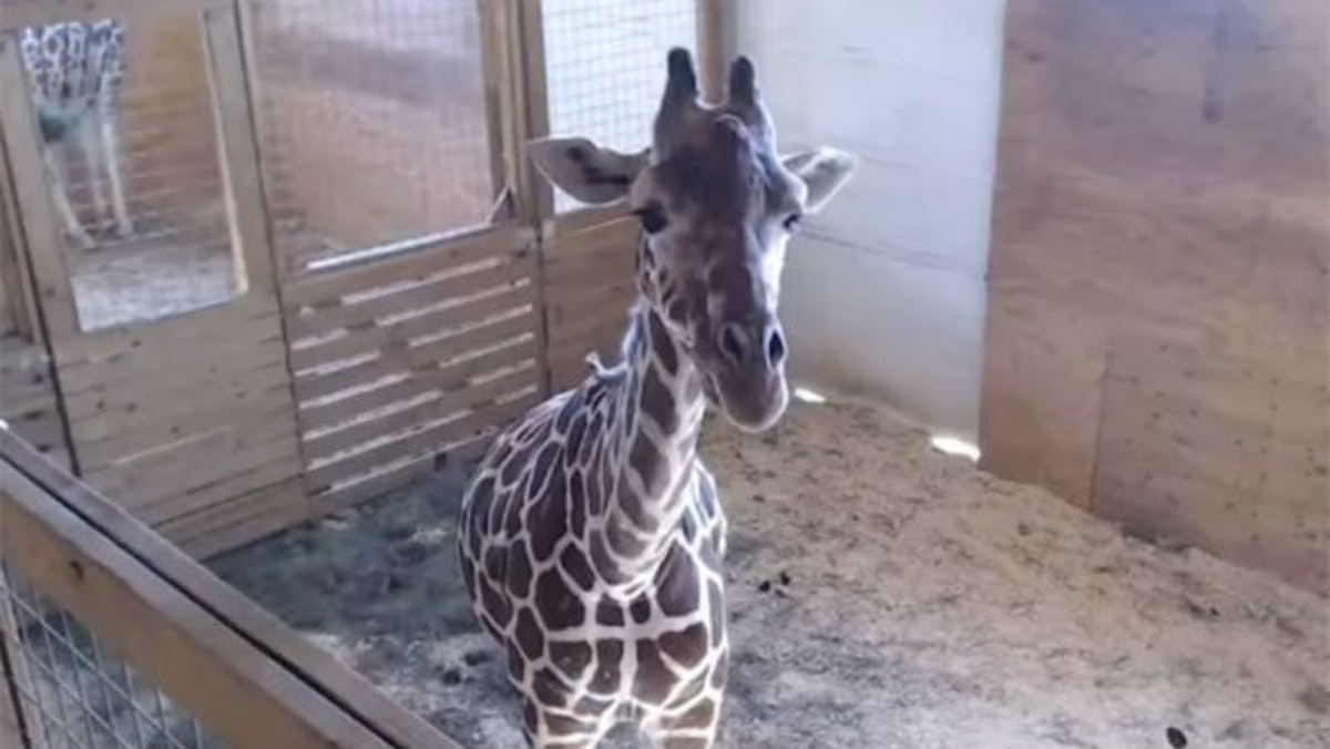 April The Giraffe's baby finally has a name! Closer