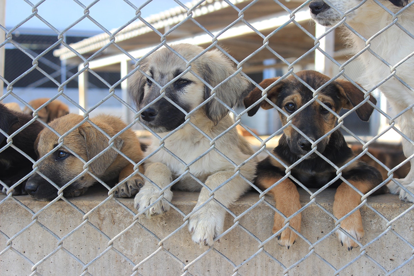 puppy-farming-marc-abraham-dog-vet-pet-animal-rescue