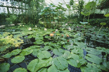 Kew Gardens