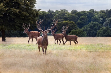 Richmond Park