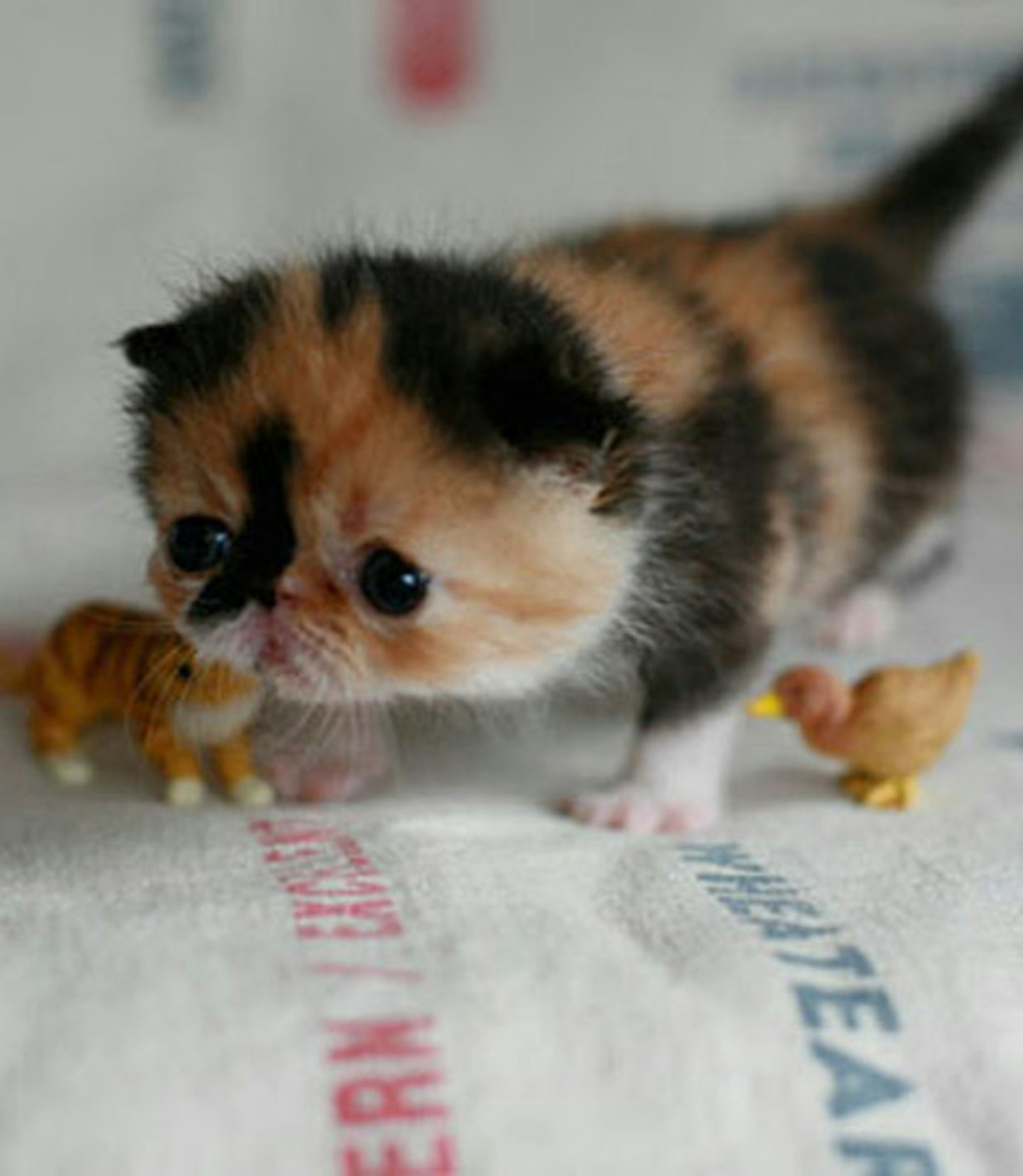 Teenie-tiny kitten