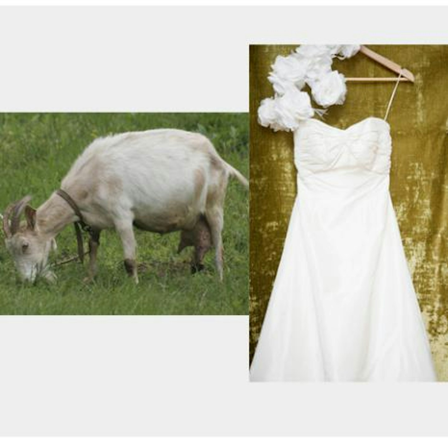 A man is set to marry his pet goat