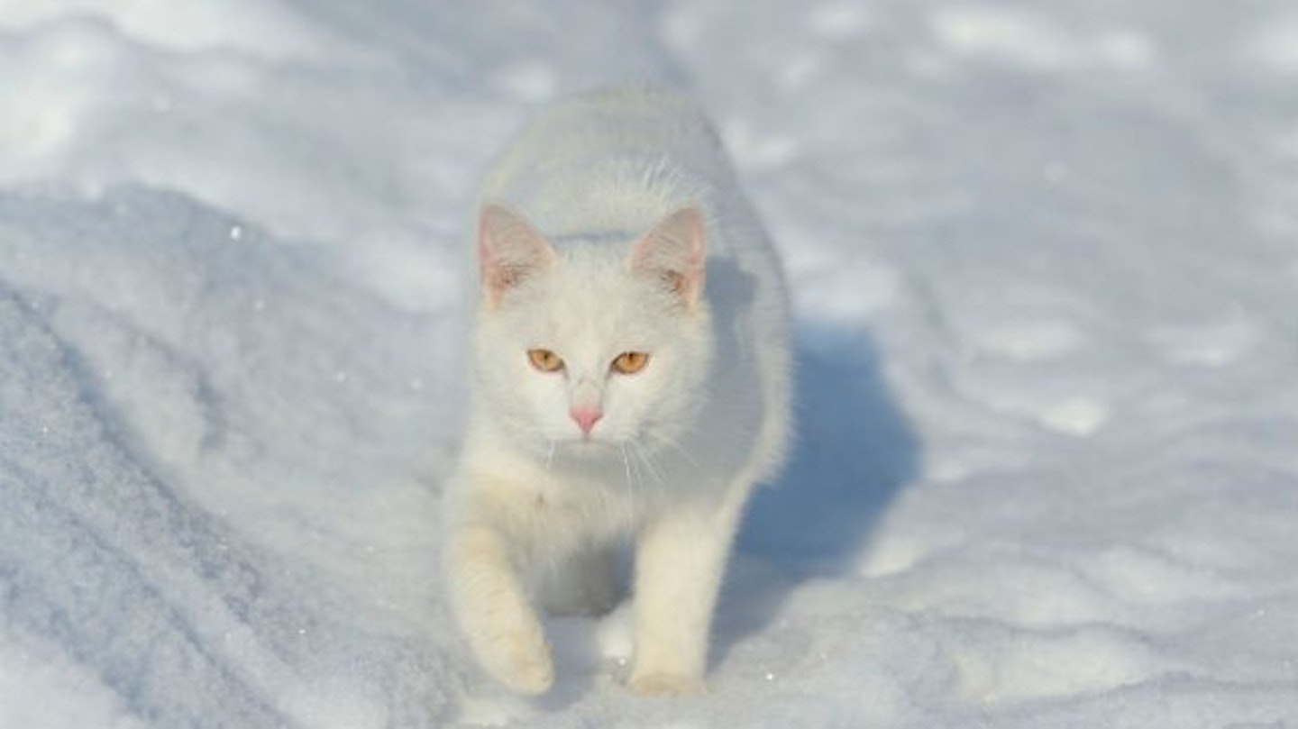 snowcat