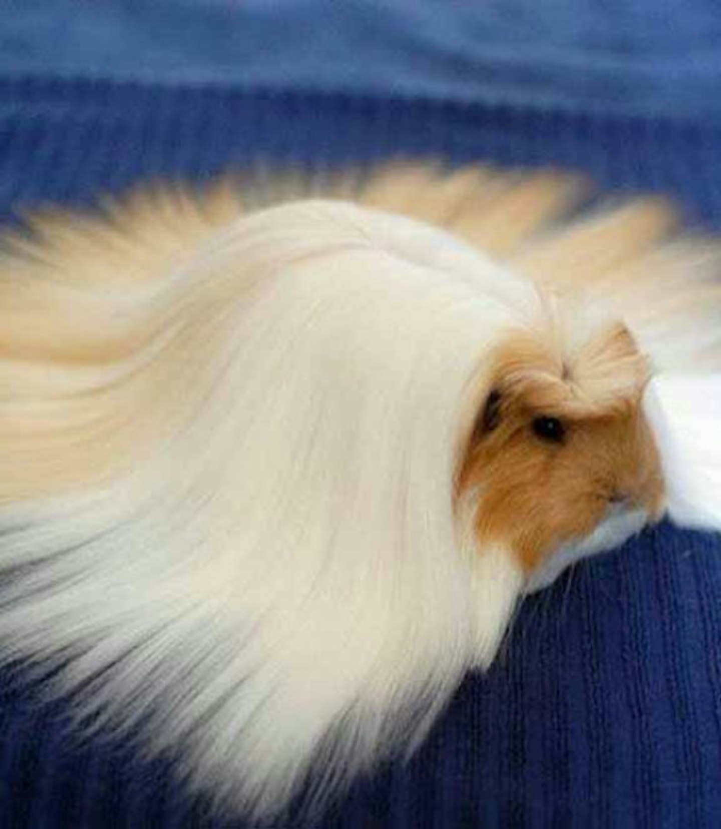 This Guinea Pig