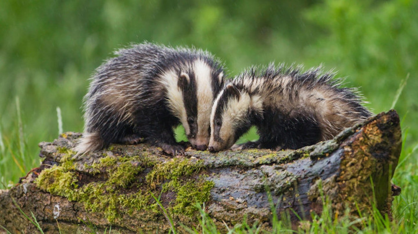 Badgers are sometimes caught in traps (stock image)