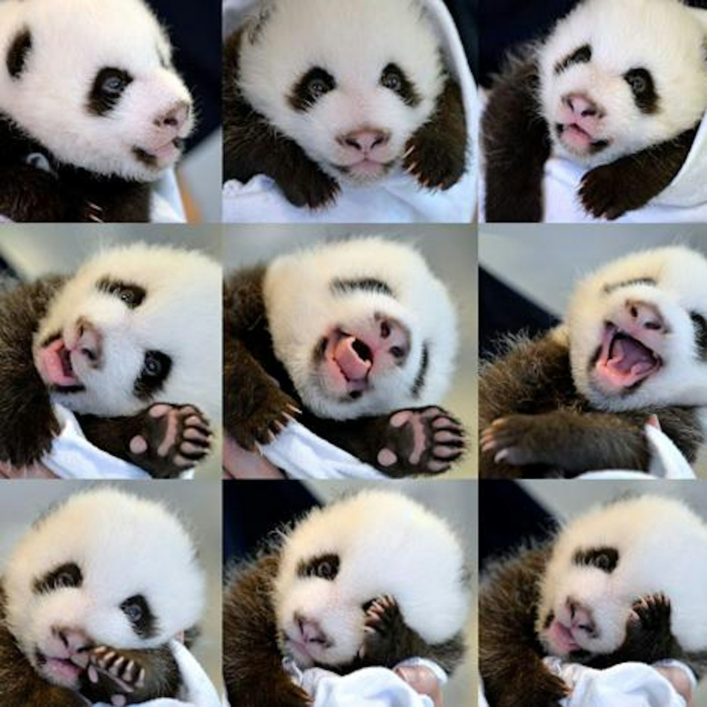 Giant panda 'Lun Lun' gave birth to twins on July 15 an both of the male cubs are doing well.