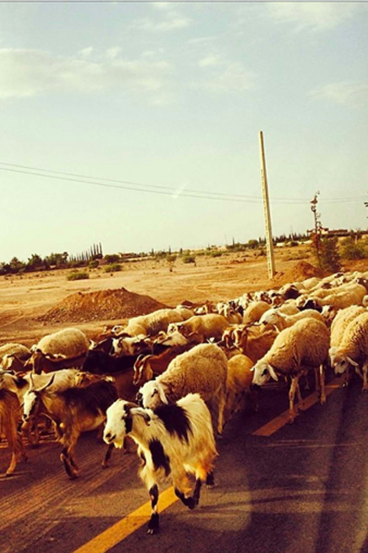 @marissamontgomery: @poppydelevingne sorry we r late for your wedding party stuck behind #sheep crossing in #marrakech