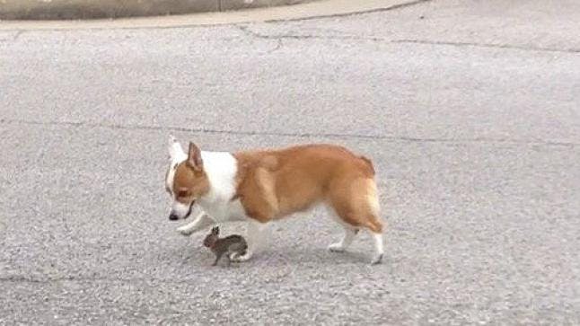 Adorable playmates: Corgi adopts wild baby bunny rabbit | Closer