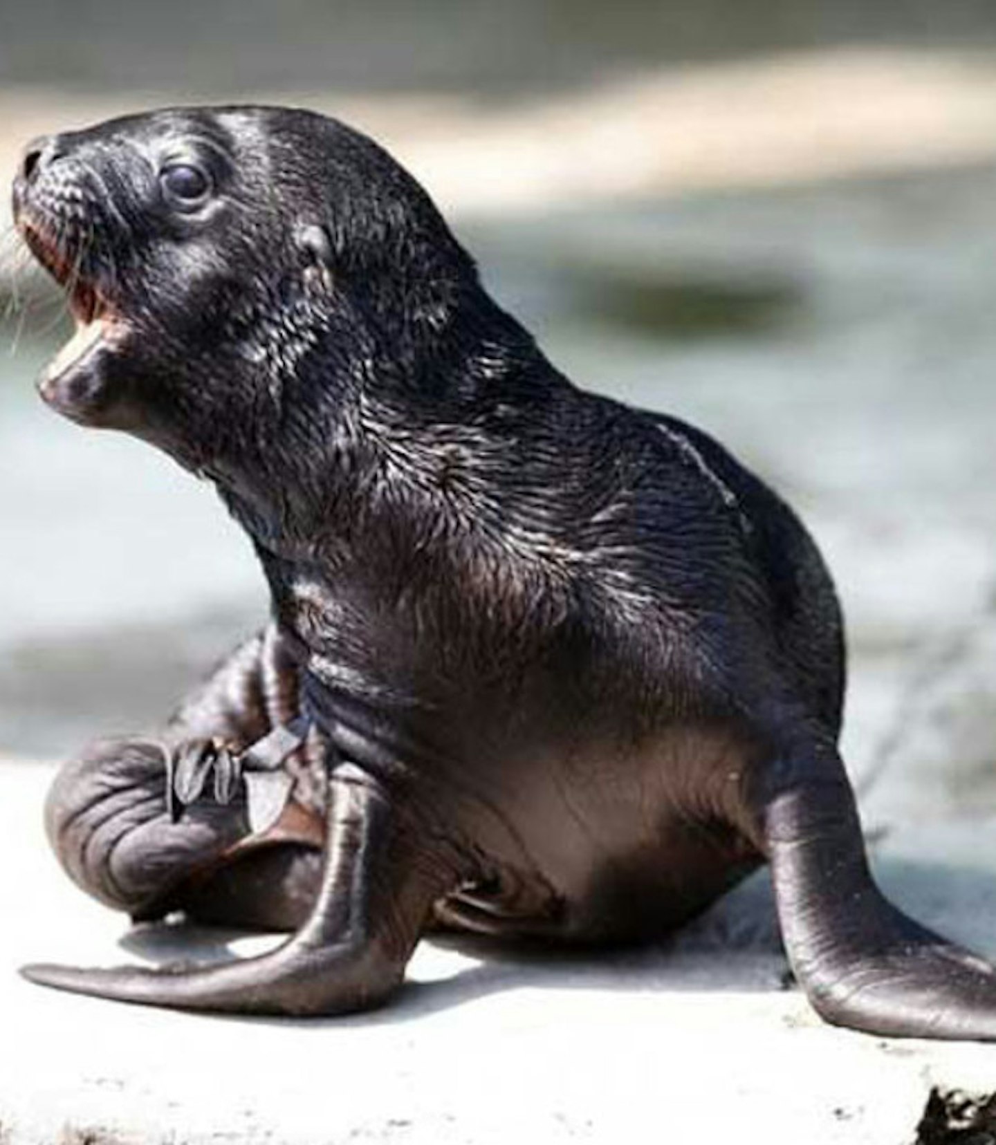 Baby sea lion