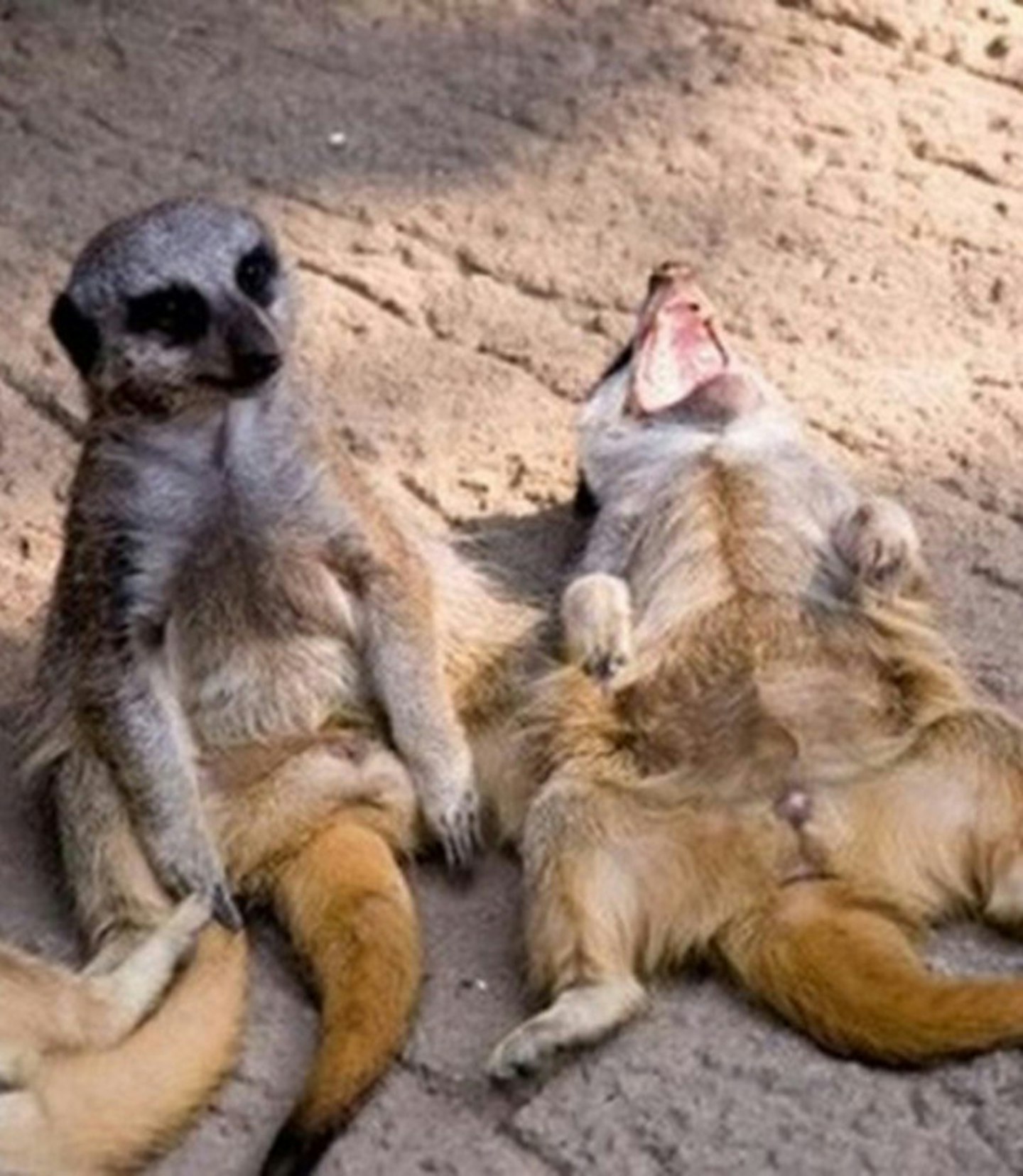 Happy meerkats