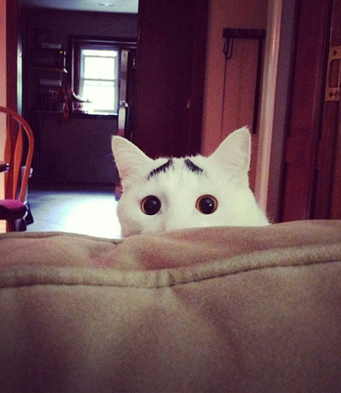Sam and his questioning eyebrows