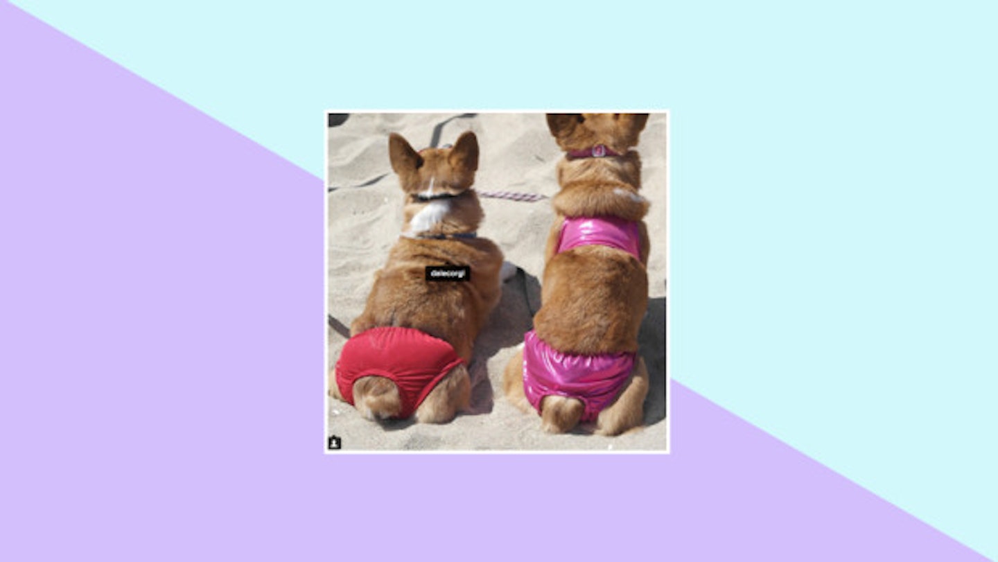 These cool cats with the perfect bikini bodies