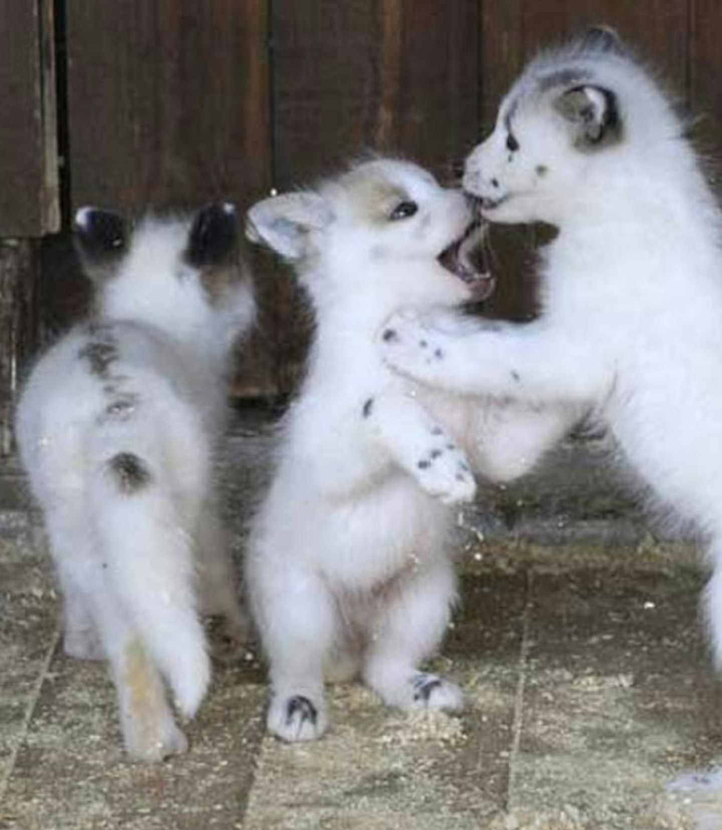 Baby snow foxes