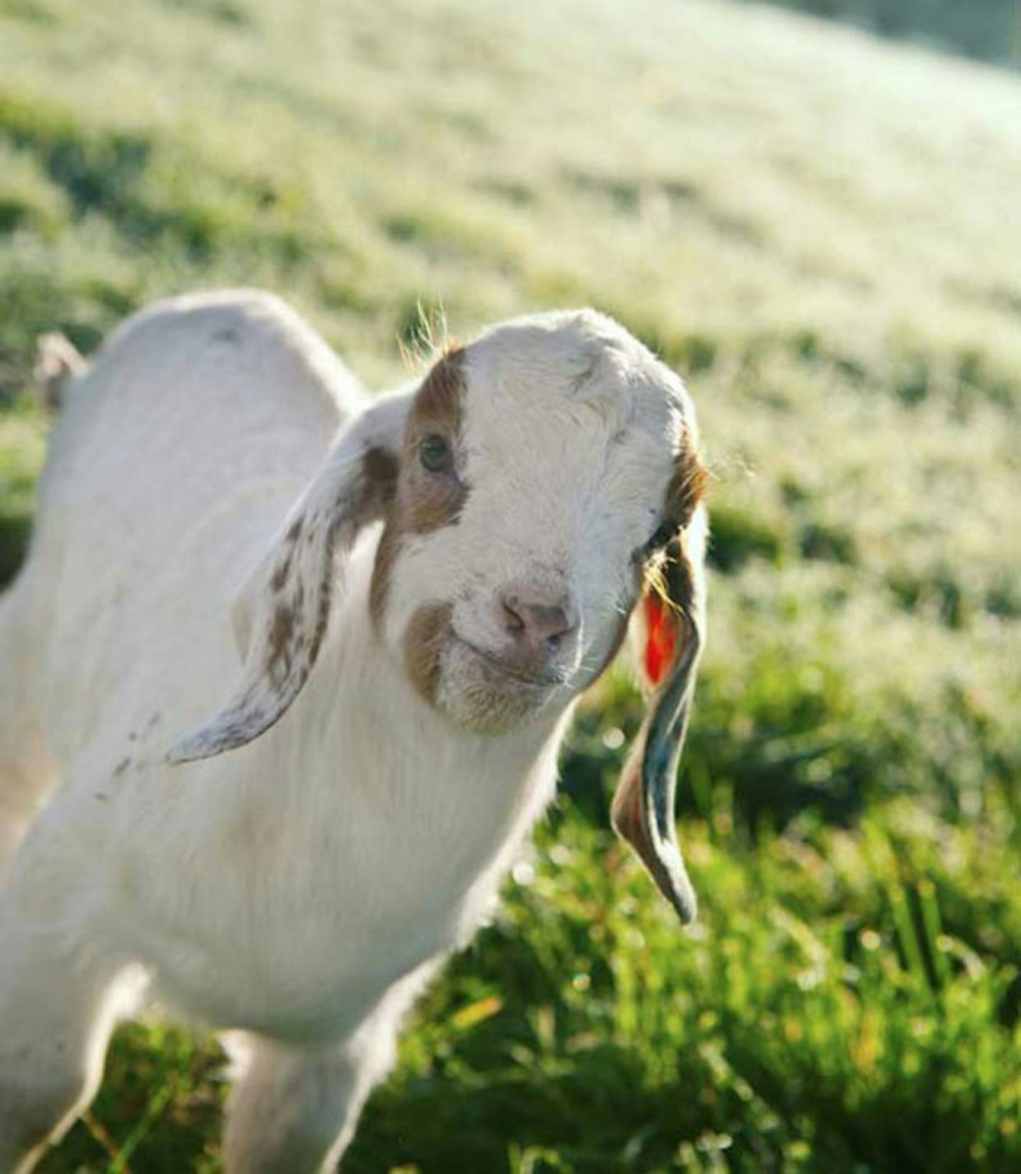 Baby goat