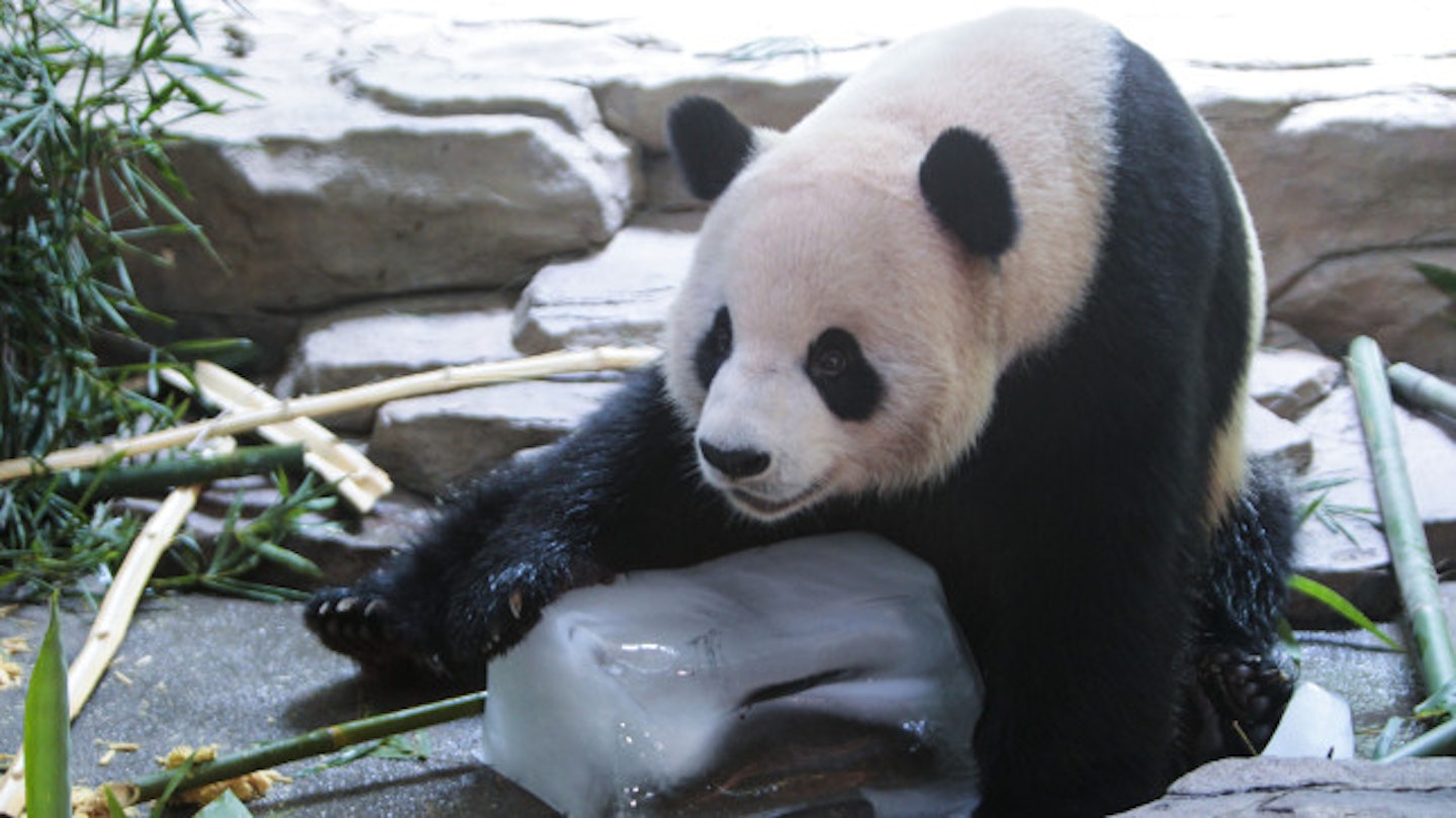It is notoriously difficult to tell when pandas are expecting