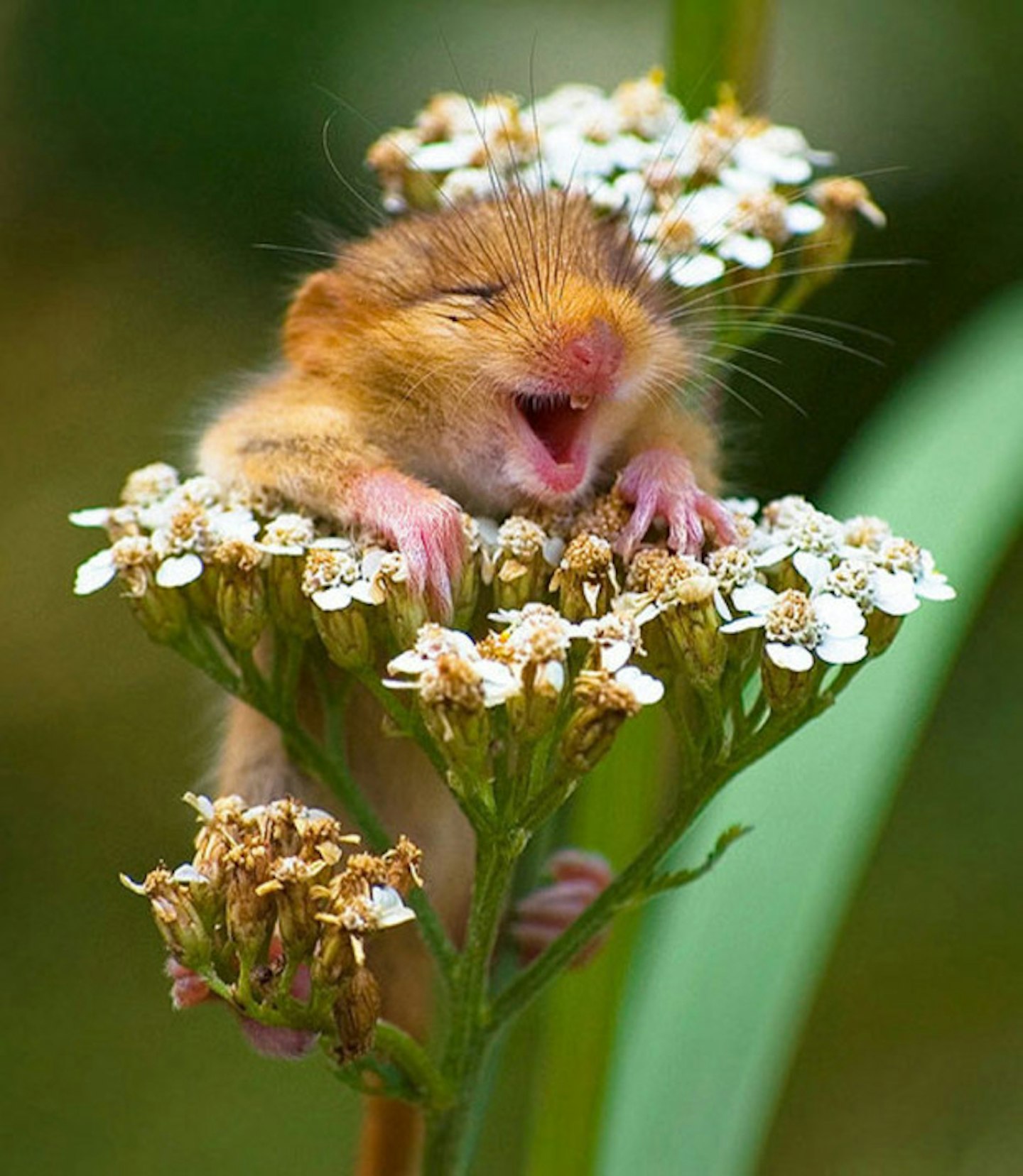 Happy mouse
