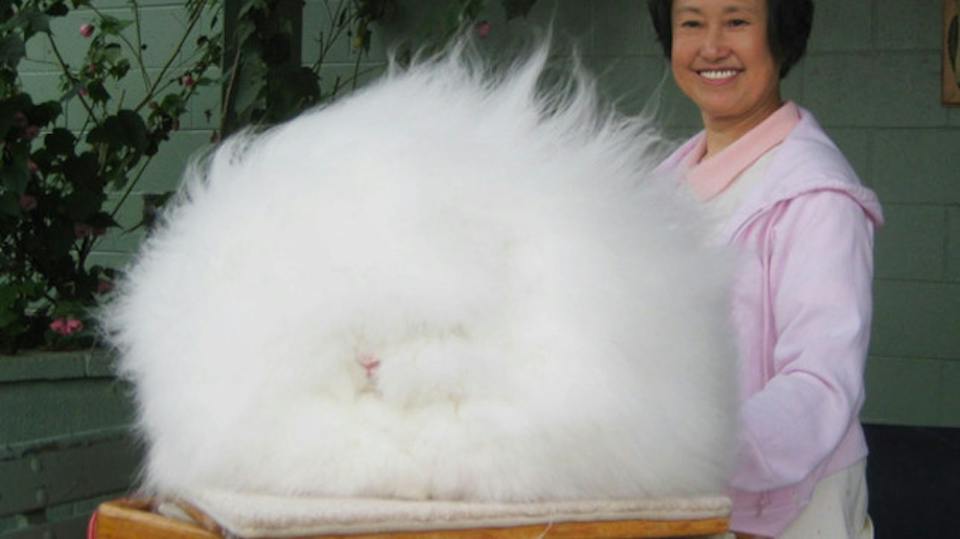 Round Fluffy Rabbit Is this the world’s fluffiest rabbit? | Closer