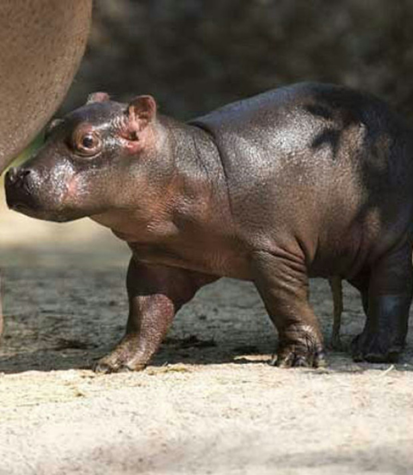 Baby hippo