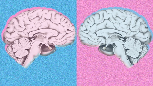 Is Your Brain Male Or Female Take The Sex Id Test