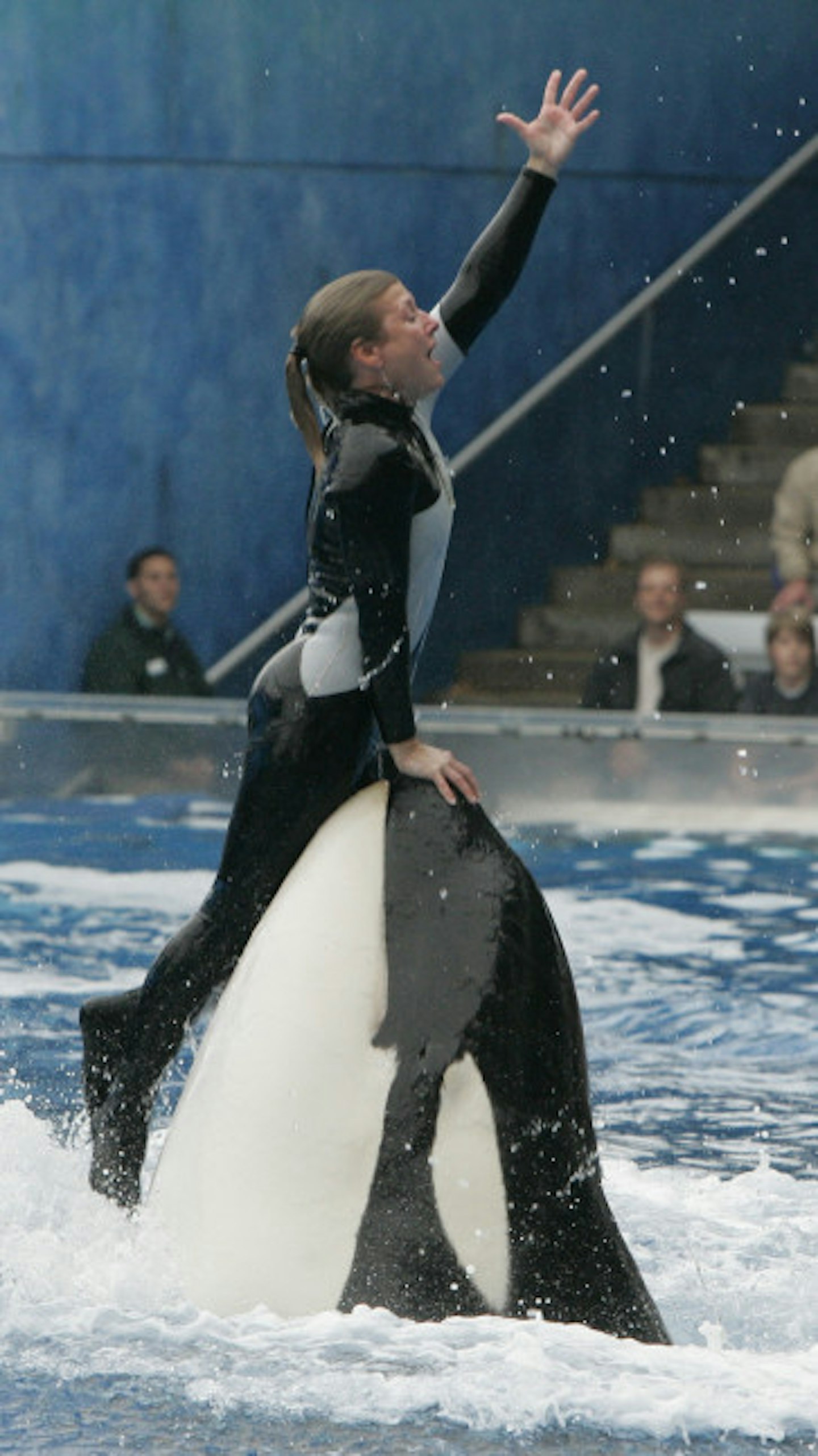 Documentary Black Fish documented the treatment of killer whales at SeaWorld, and the deaths of several trainers including Dawn Brancheau