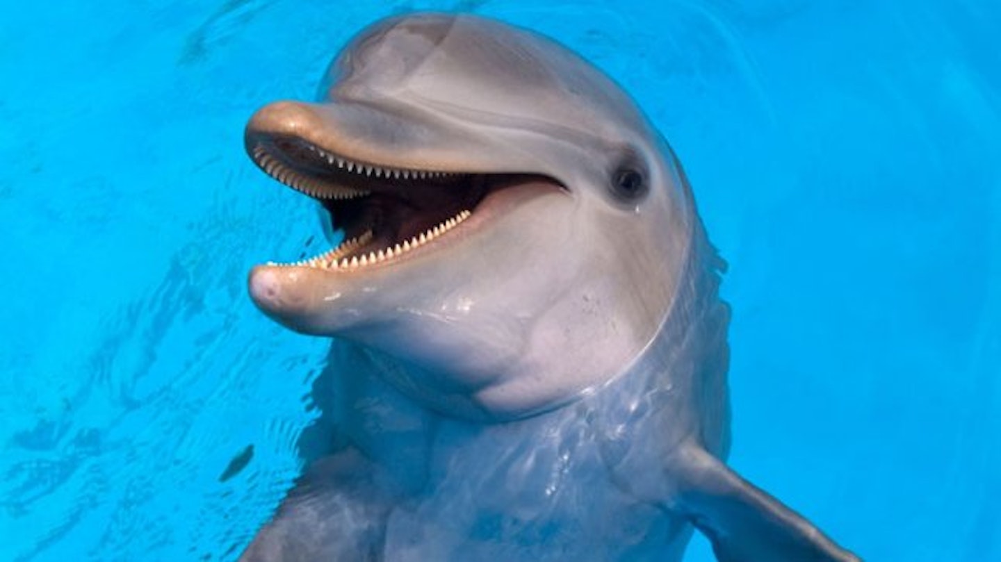 dolphin-1