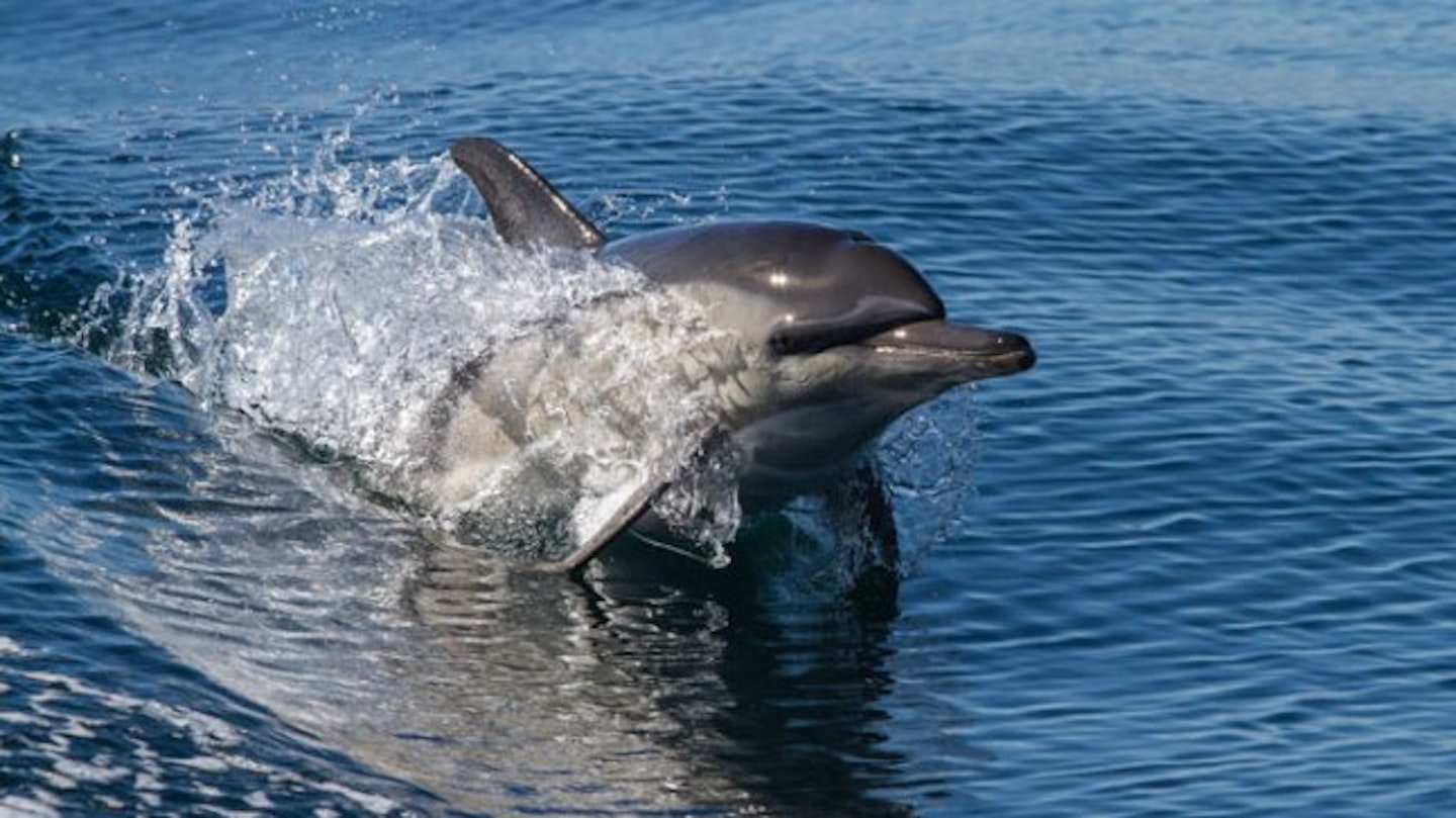 dolphin-12