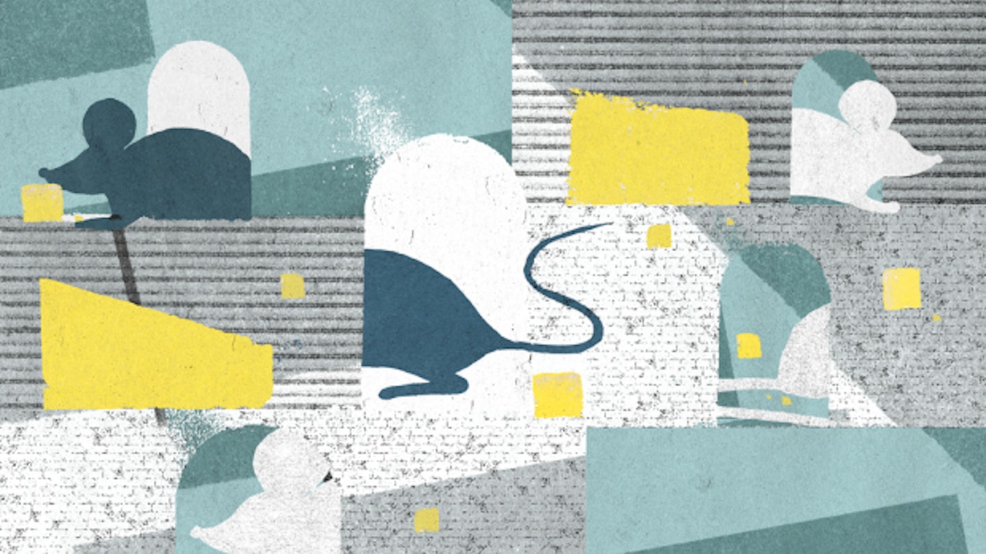 Ask An Adult: How Do I Get Rid Of A Mouse Infestation In My Shared Flat?