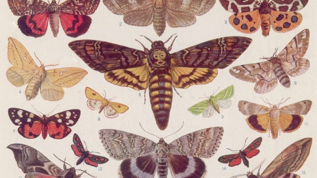Mothproofing Drawing Example How To Moth-Proof Your Wardrobe