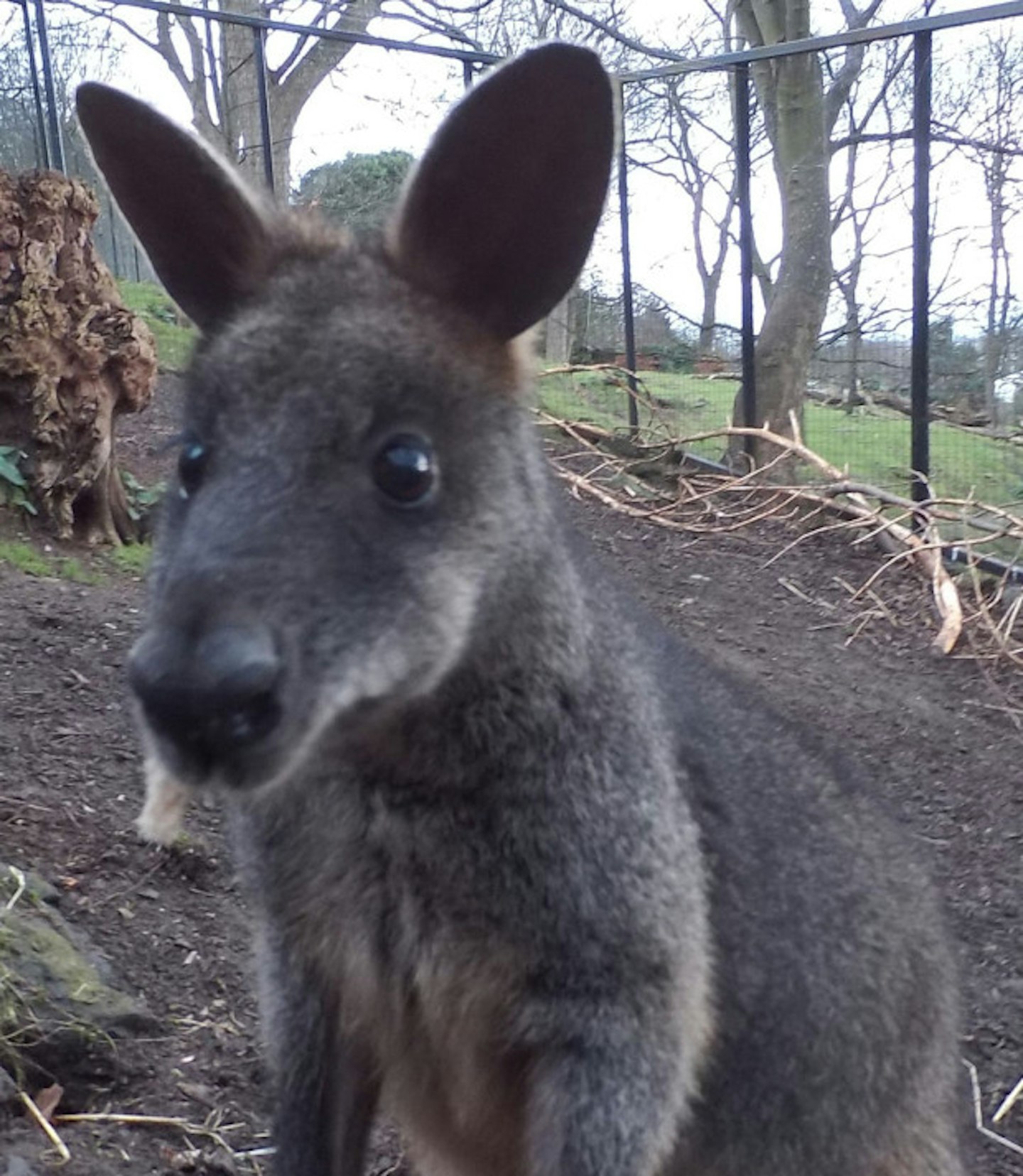 Wallaby!