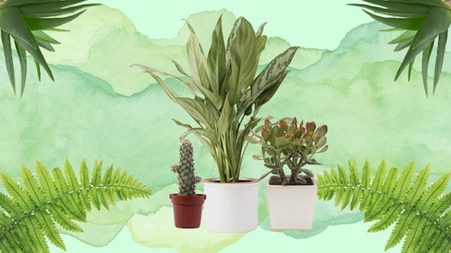 Your Complete Guide On How To Stop Killing All Your Plants