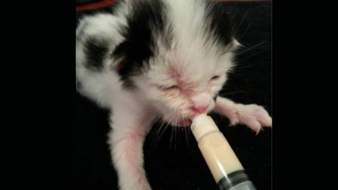 kitten-copy-4
