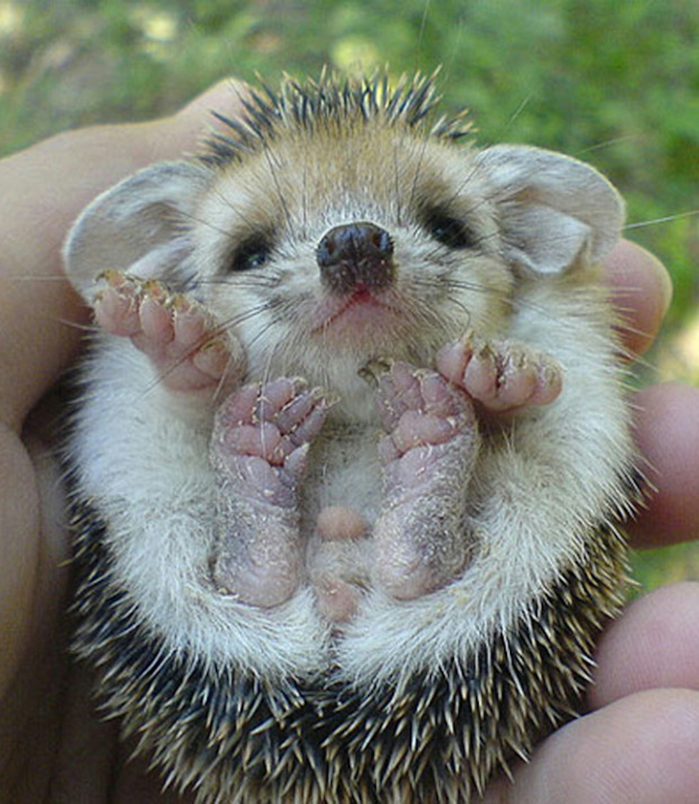 Baby hedgehog