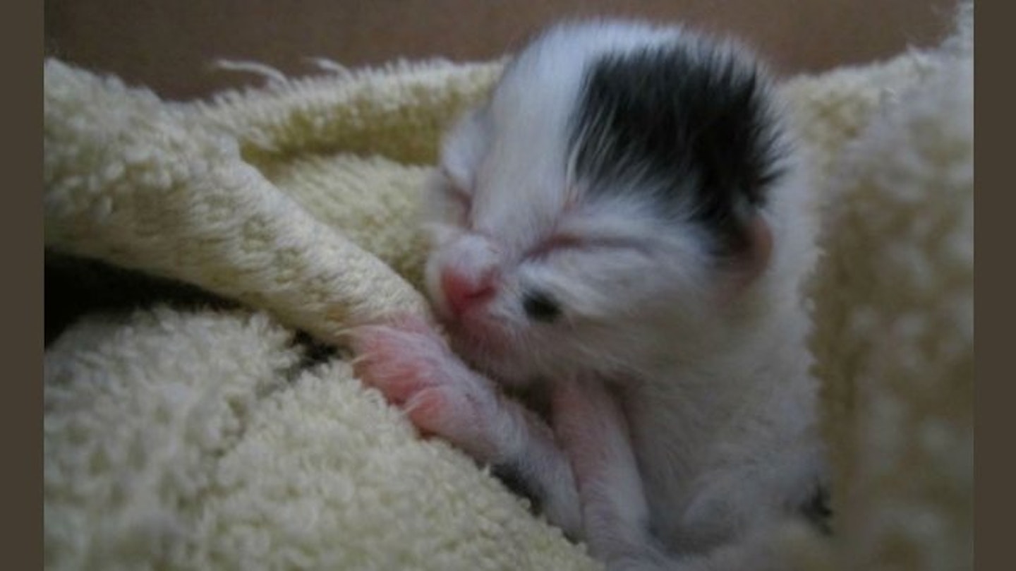 kitten-copy
